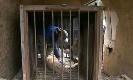 좁은 우리에 갇혀있던 아사 직전의 사자. (사진=7NEWS)