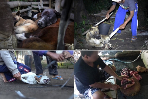 조사관이 4개월간 발리 일대를 돌며 조사하면서 좁은 우리에 갇힌 개들이 몽둥이에 맞아 죽거나 목이 졸려 질식사하고, 또는 독에 의해 죽어가는 모습을 목격했다.