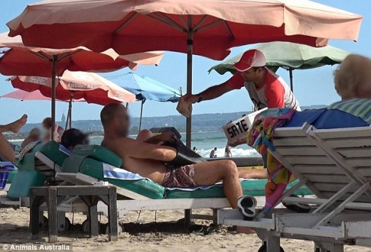 많은 관광객이 개고기 사타이를 추가할 정도로 즐겨 먹고 있었다.