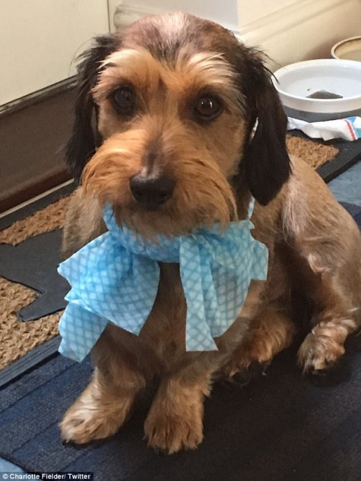 사진 속 견공은 찬물을 적신 스카프를 목에 두르고 있다.