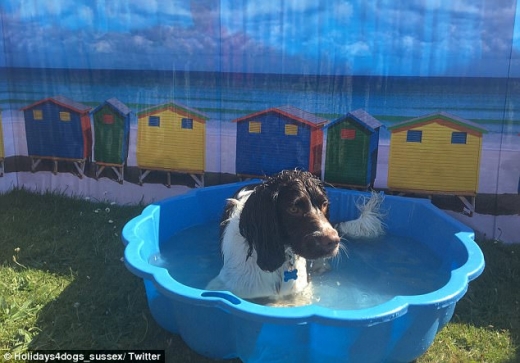 이 견공은 전용 풀장에서 더위를 식히고 있는 모습이다.