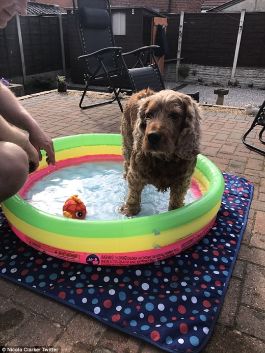 이 견공은 찬물에 발을 담그는 것이 왠지 어색한 모양이다.