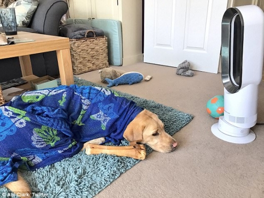 이 견공은 찬물에 적신 비치타월을 덥고 냉풍기 바람을 쐬는 모습이다.