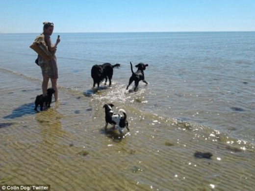 여름은 더운 건 사실이지만, 주인과 함께 바닷가로 물놀이를 나온 견공들은 아마 행복할 것이다.