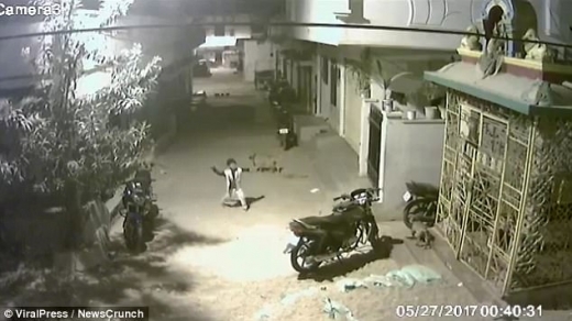 푸자는 개에게 둘러싸여도 눈 하나 꿈쩍하지 않았고 오히려 손을 흔들어 쫓아냈다. (사진=데일리메일)