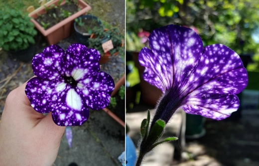 나이트 스카이 피튜니아’는 봄부터 여름에 걸쳐 피며 높이 40㎝까지 자란다.