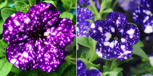 그 모습은 꽃에 따라 흰 반점들의 모양이 다양하다.