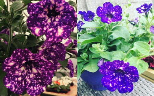 이 꽃은 낮과 밤의 기온 차가 클 때 일시적으로 이런 흰 반점이 생긴다.