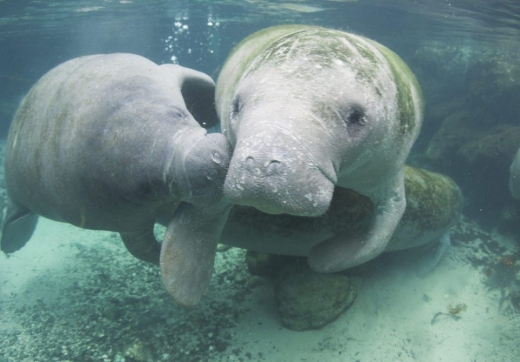 매너티(바다소)는 국제 자연보전연맹이 지정한 멸종위기 동물이다. (사진=더썬)