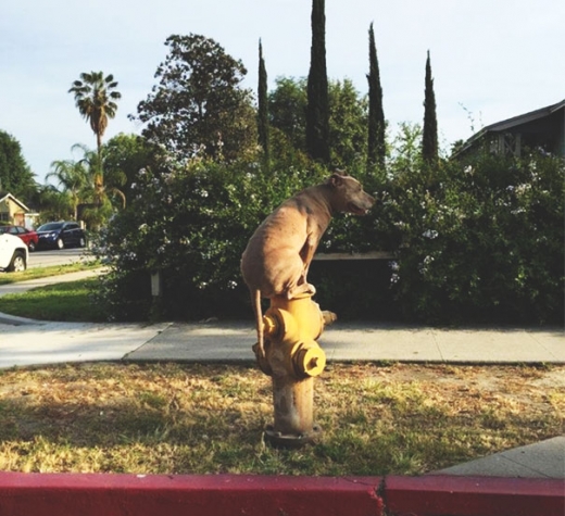 소화전에 앉아 고독에 취해있는 강아지. (사진=보어드판다)
