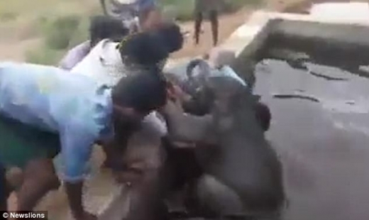 주민 몇 명이 커다란 수조 안에서 코끼리의 코가 빠져나와 있는 것을 보고 코끼리 한 마리가 물에 빠져 있는 것을 알 수 있었다.