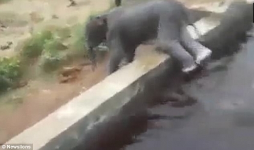 주민들은 코끼리를 수조 밖으로 끄집어내고 나서 혹시 모를 사태에 대비해 서둘러 그 주위에서 벗어났다.