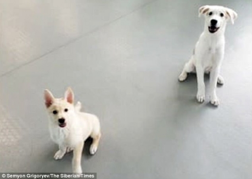 라이카 복제견 수컷 베레크(왼쪽)와 암컷 케레첸의 모습.