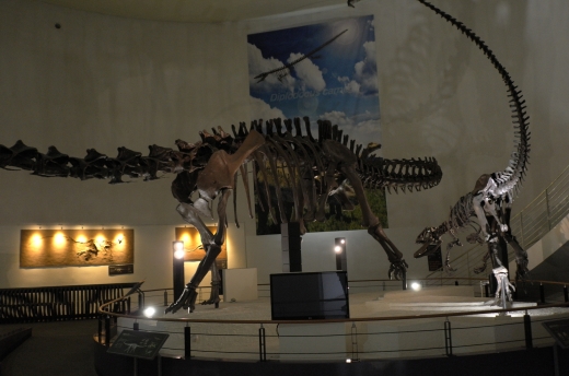 목포자연사박물관 중앙홀에 전시되어 있는 공룡 뼈대 모형들. 아이들에게 가장 인기있는 전시품이다.
