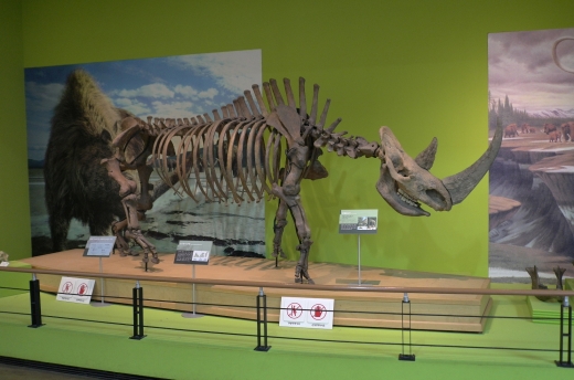 목포 자연사박물관에는 세계 각지의 거대 육상 동물들의 뼈대 및 화석들도 잘 보존 전시되어 있다.