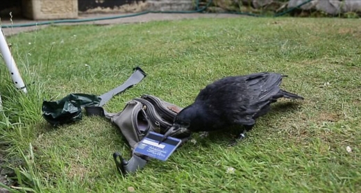 아이처럼 항상 자신을 향한 관심을 원하는 떼까마귀 ‘러셀 크로우’. (사진=데일리메일 캡쳐)