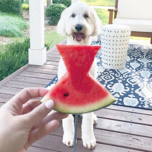 애완견에게 수박 드레스를 입힌 사진. (사진=인스타그램@mrsmariastewart)