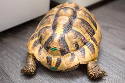 소피는 거북이 등의 녹색 페인트 자국을 통해 자신의 애완동물임을 확인했다. (사진=더썬)