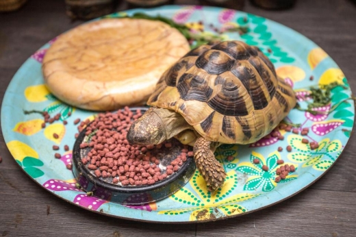 2년 걸려서 1.6km를 이동한 아니는 충분히 간식을 먹을 자격이 있다. (사진=더썬)