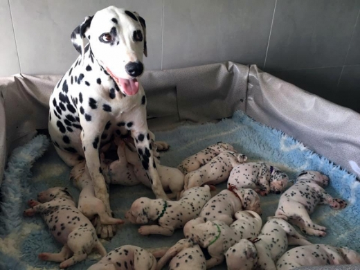 마일리는 지난 3월 19일 임신해 출산 예정일보다 4일 빠른 5월 18일에 암컷 12마리, 수컷 6마리를 낳았다.