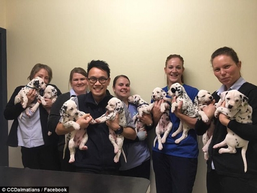 이들 강아지는 지난달 27일 지역 동물병원에서 예방 접종을 하고 실종 방지를 위해 마이크로칩을 이식받았다.