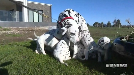 이들 강아지는 4시간마다 젖을 먹이는 어미의 헌신과 인내심 덕분에 무럭무럭 성장해 이제는 집안팎을 뛰어다니며 어지럽히느라 소유주가 꽤 고생하고 있다.
