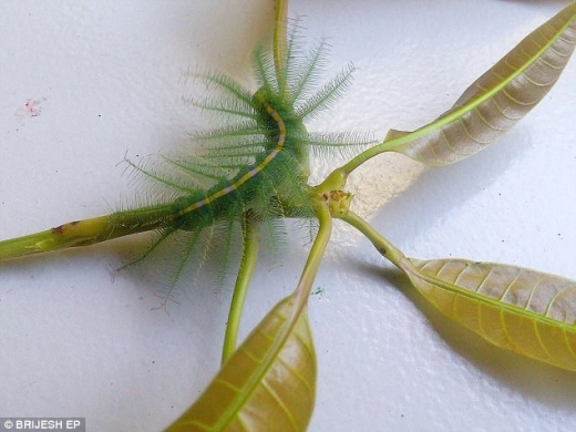 남작 애벌레는 나뭇잎 위에 있지 않으면 솔잎처럼 보인다.