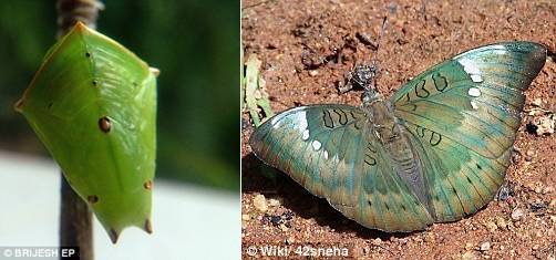 번데기 역시 나뭇잎과 닮아 생존율을 높이지만, 나비가 되고 나서는 위장하지 않는다.