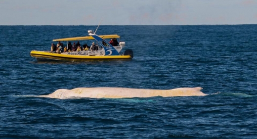 지난주 해상에서 포착된 미갈루