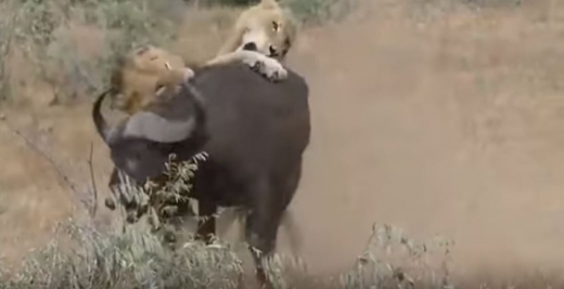 밀림의 왕 답게 박차를 가해 버팔로 사살 작전에 돌입한 사자들. (사진=유튜브 캡쳐)
