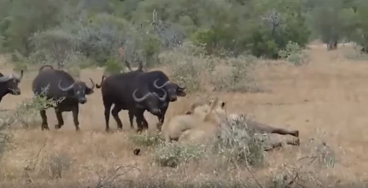 ‘친구야, 우리 왔어. 무슨 일이야?!’ (사진=유튜브 캡쳐)