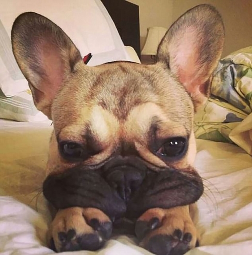 이 귀여운 불도그는 설프 빰 누르기를 하고 있다.