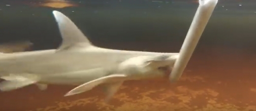 해조류를 담은 먹이로 실험한 결과, 보닛 헤드 상어는 의도적인 채식을 하는 것으로 확인됐다. (사진=유튜브 캡처)