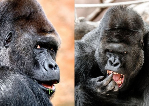 어디에 있던 카메라를 응시하는 리차드. (사진=데일리메일 캡쳐)