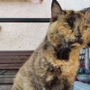 수술 받고 죽음 고비 넘긴, 31살 세계 최고령 고양이