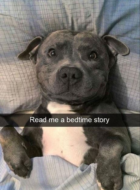 이 개의 똘망똘망한 눈빛을 본다면, 잠들기 전 동화책 한권을 읽어줘야 할 것만 같다.