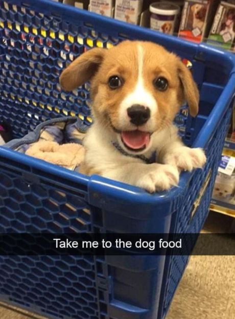 아이처럼 카트 앞을 차지하고 앉은 개.