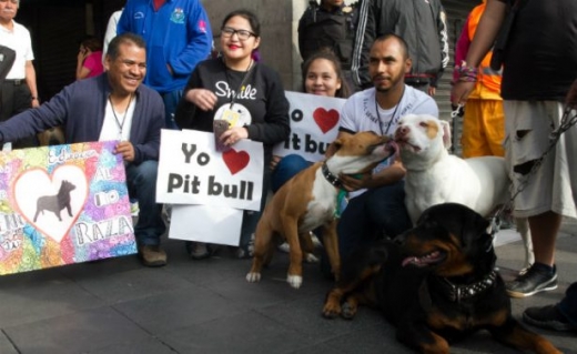 맹견의 대명사와도 같은 핏불에 의한 어린이 사망 사건 등 최근 잇따른 사건 속에서 기획된 행사였다. (사진=쿠아르토오스쿠로)