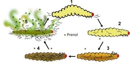 프레놀을 분비해서 다른 기생충에 이미 숙주에 들어와 있음을 알리는 기생충 생태 개념도. (사진=UC Riverside)
