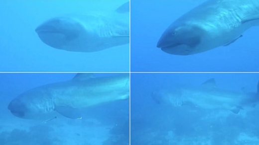 실제로 그녀가 공개한 영상은 메가마우스 상어가 물속을 유유히 헤엄치며 그녀 쪽으로 다가가는 것을 담고있다.