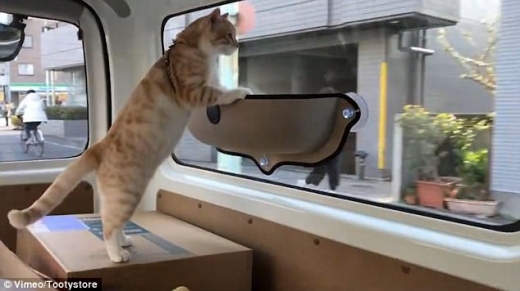 이어지는 장면에서 나오는 또 다른 고양이는 뒷좌석 창문에 설치된 해먹 안팎을 오가며 장난을 치는데 신이 난 것처럼 보인다.