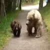 산책 중 곰 가족과 맞닥뜨린 남자 (영상)