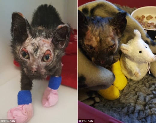 피닉스는 화재로 인해 털도 잃고 피부도 벗겨져 진통제와 체액을 맞으며 하루하루를 버텨야 했다.