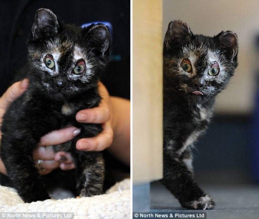 사고 당시와 비교해 많이 나아진 모습의 피닉스.