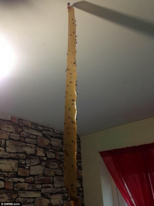 가족이 30분 동안 외출했다 돌아오면 여기저기에 파리가 남긴 배설물이 가득하다고.