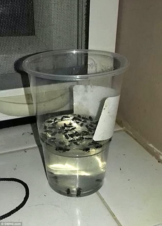 밥을 먹는 동안에도 파리떼의 습격은 이어졌다. 마시는 음료를 헤엄쳐 다니거나 음식주변에 들러 붙어 앉아서 식사하기도 힘들었다.