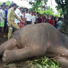 인도서 15명 죽인 ‘살인 코끼리’, 결국 사살돼…
