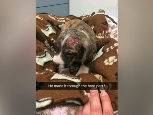 티투스는 처음에 상처가 심했지만 꾸준히 회복해 현재 잘 지내고 있는 것으로 전해졌다.