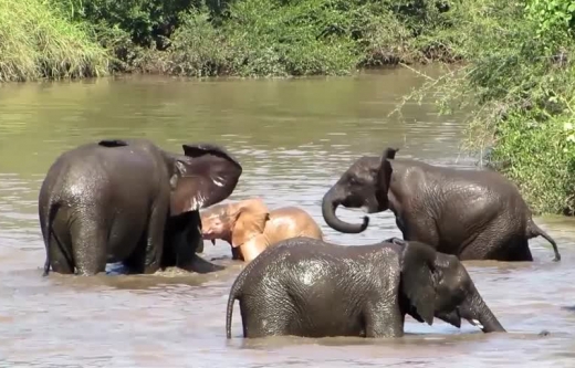 코끼리들은 피부색이 다르다고 해서 차별하지 않는다.