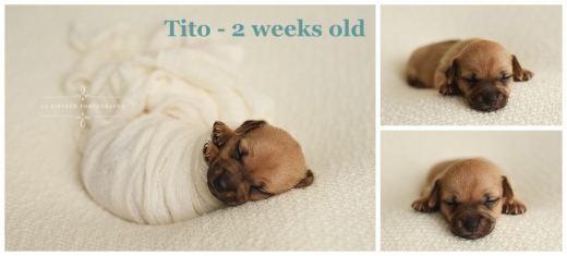 티토는 밝은 색 털이 특징이다.